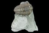 Flexicalymene Trilobite - Mt Orab, Ohio #133908-1